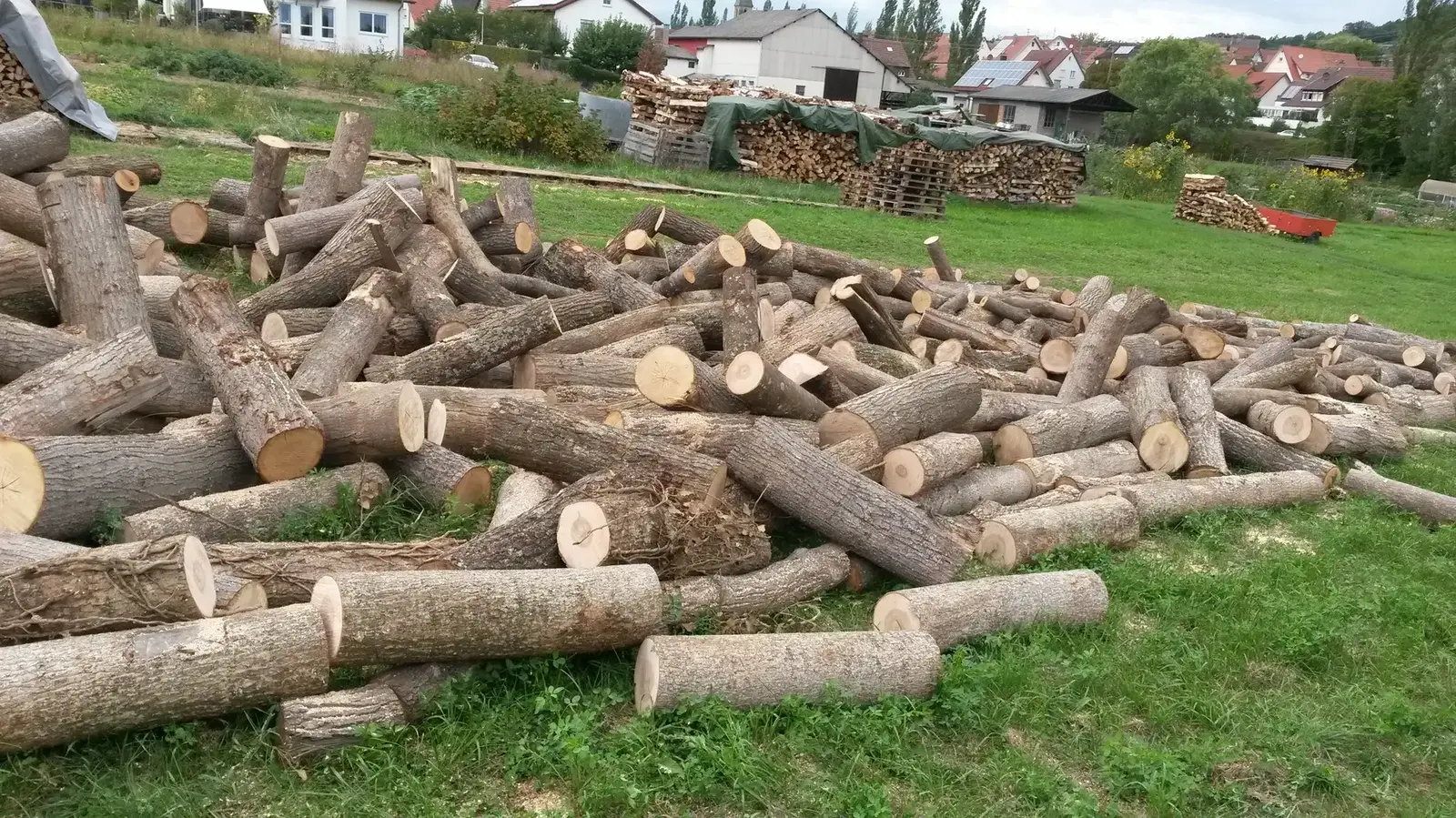 Stammholz liegt gestapelt auf einer Wiese bereit zum Sägen